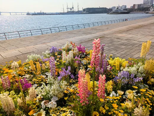 横浜の港を背景に咲き誇る、色とりどりの花畑