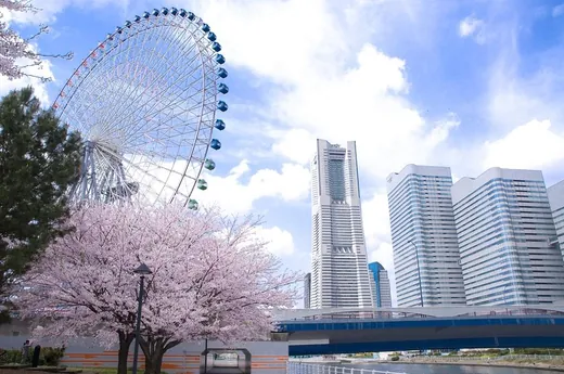 大観覧車と桜が同居する、春のみなとみらい